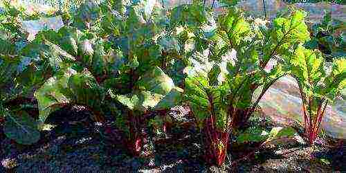 is it possible to grow beets in a greenhouse along with cucumbers