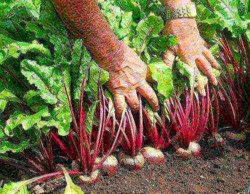 is it possible to grow beets in a greenhouse along with cucumbers