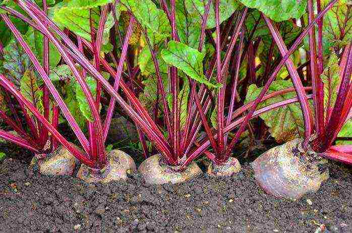 is it possible to grow beets in a greenhouse along with cucumbers