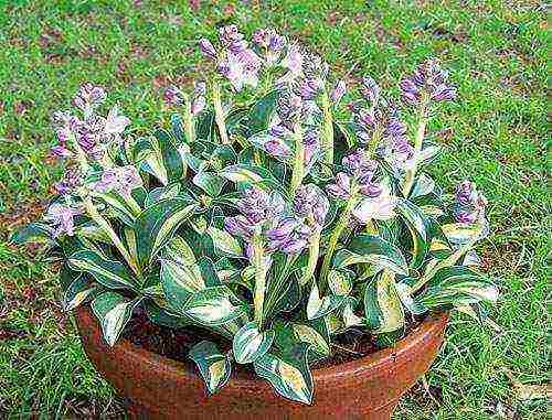 is it possible to grow a hosta at home