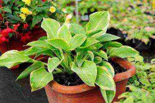 is it possible to grow a hosta at home