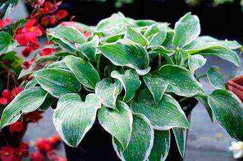 is it possible to grow a hosta at home