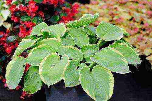 is it possible to grow a hosta at home