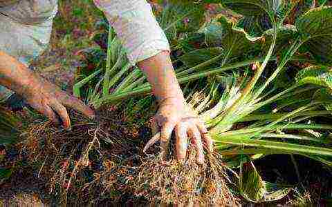 is it possible to grow a hosta at home