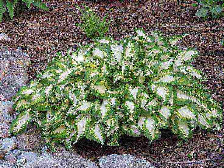 is it possible to grow a hosta at home