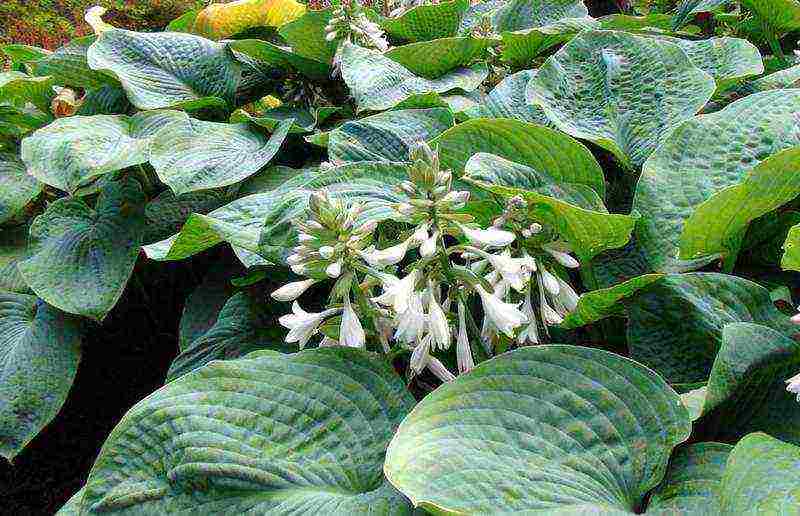 posible bang palaguin ang isang hosta sa bahay