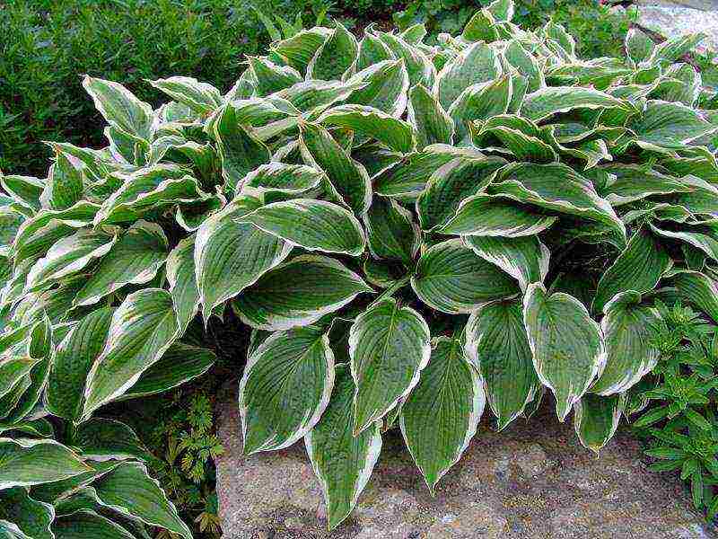 is it possible to grow a hosta at home