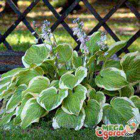 posible bang palaguin ang isang hosta sa bahay