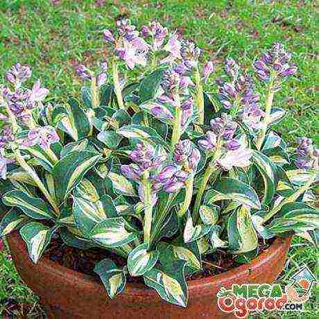 is it possible to grow a hosta at home