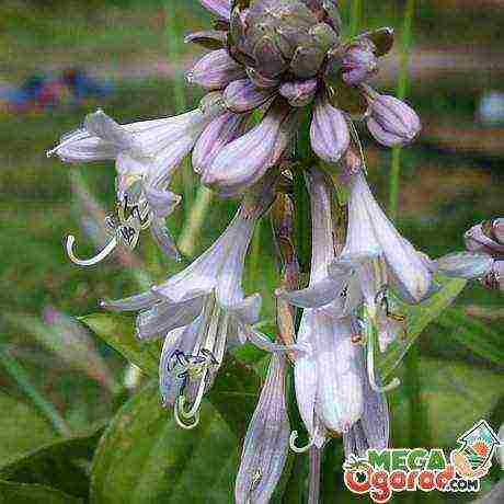 posible bang palaguin ang isang hosta sa bahay