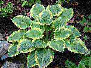 is it possible to grow a hosta at home