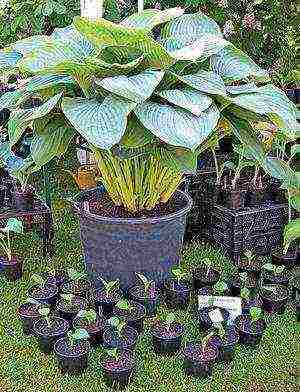 is it possible to grow a hosta at home