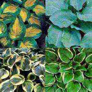 is it possible to grow a hosta at home