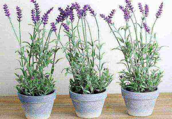 is it possible to grow lavender at home