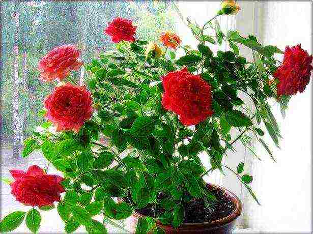 is it possible to grow a rose at home