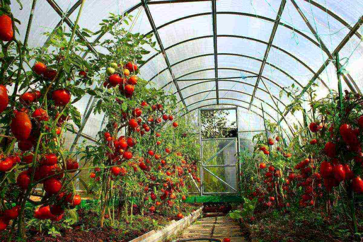 is it possible to grow cucumbers and tomatoes together in a greenhouse