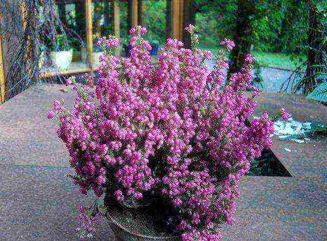is it possible to grow heather at home