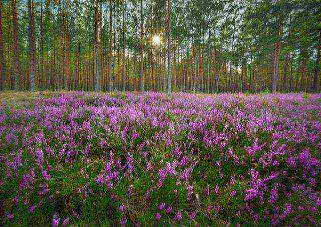 is it possible to grow heather at home