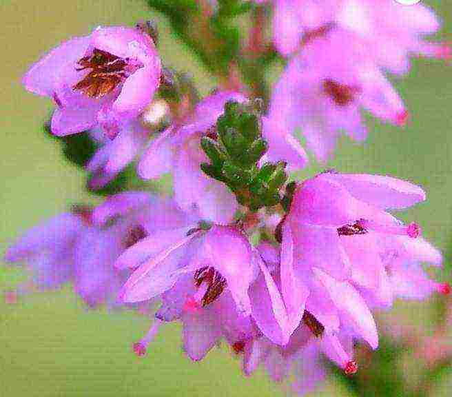 is it possible to grow heather at home