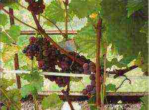 is it possible to grow grapes under a polycarbonate canopy