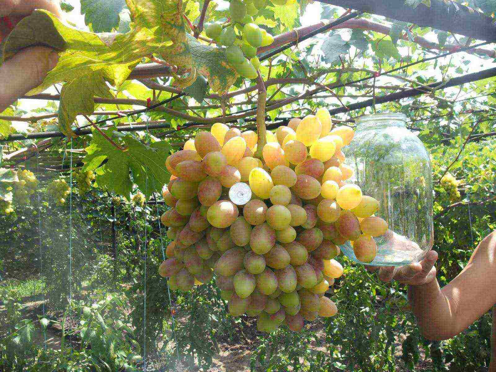 je li moguće uzgajati grožđe pod krošnjom od polikarbonata