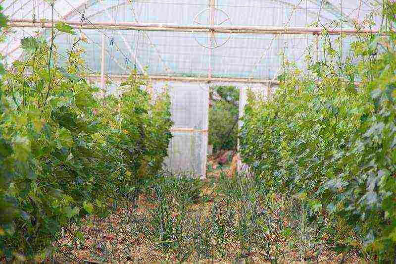 هل من الممكن زراعة العنب تحت مظلة من البولي كربونات