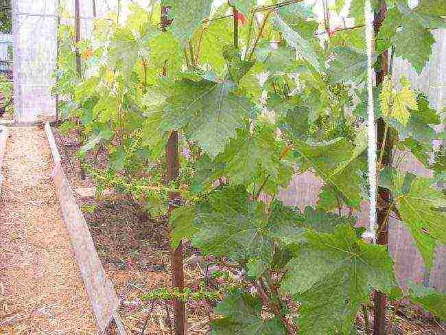 je li moguće uzgajati grožđe pod polikarbonatnim baldahinom