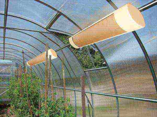 هل من الممكن زراعة العنب تحت مظلة من البولي كربونات