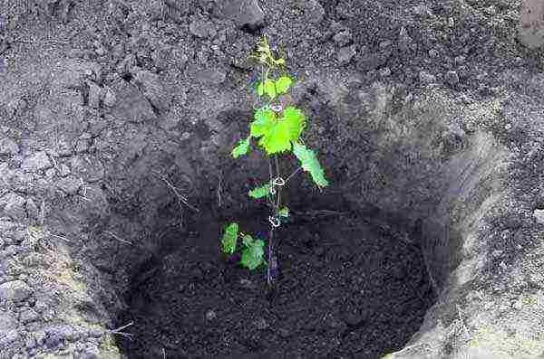 je li moguće uzgajati grožđe pod krošnjom od polikarbonata