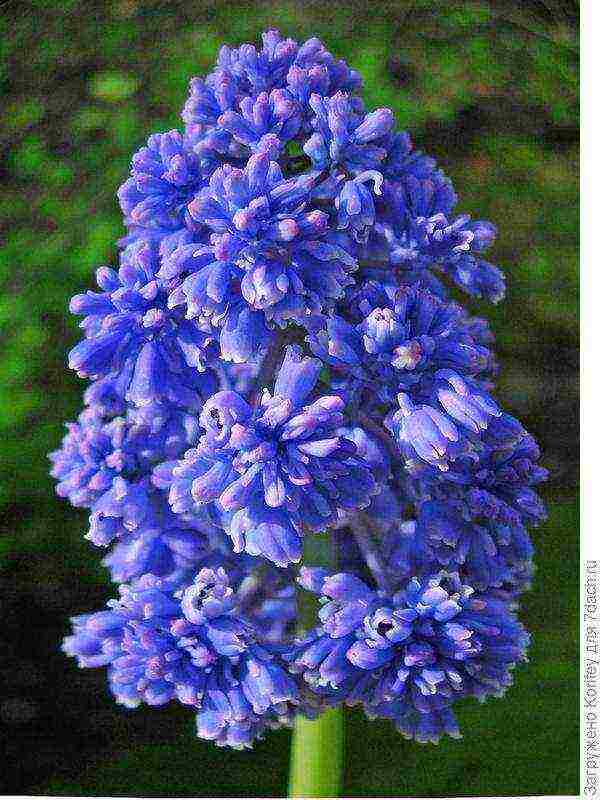 muscari best varieties