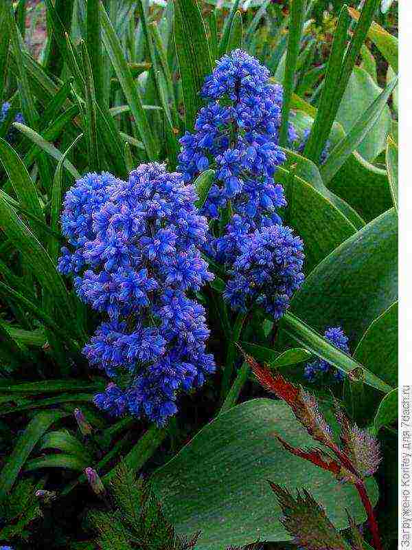 muscari best varieties