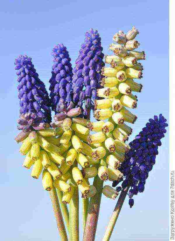 muscari best varieties