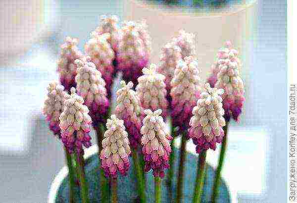 muscari best varieties