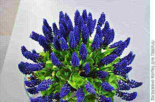 muscari best varieties