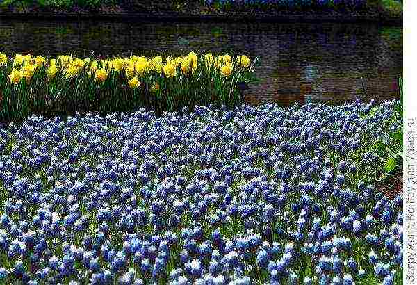 muscari best varieties