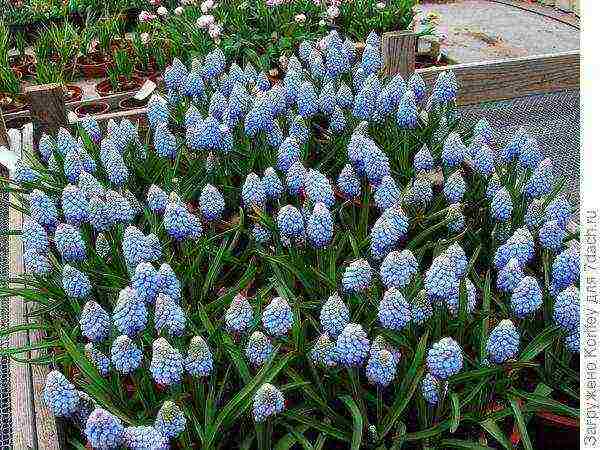 muscari best varieties