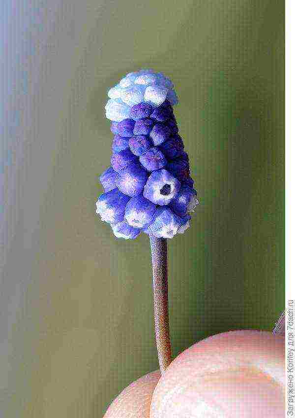 muscari best varieties