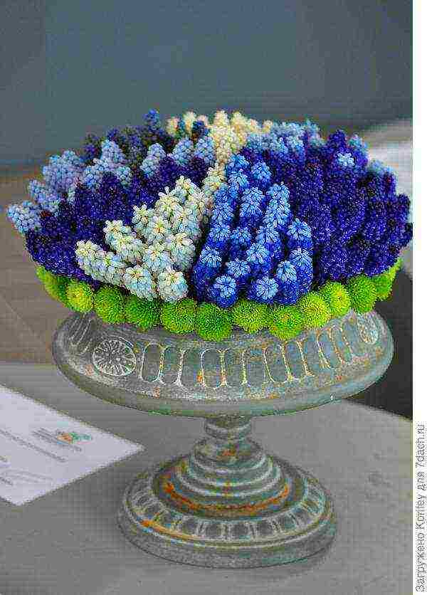 muscari best varieties