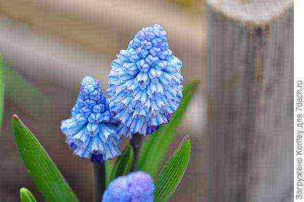 muscari best varieties