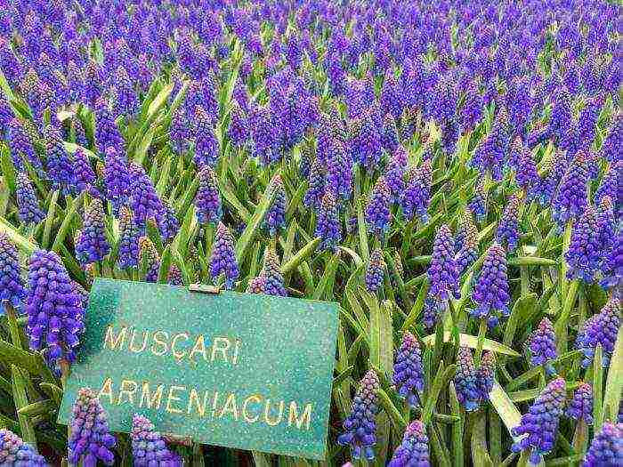 muscari best varieties