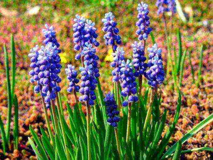 muscari best varieties