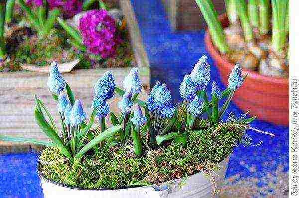 muscari best varieties