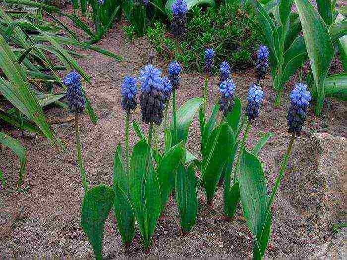 pinakamahusay na pagkakaiba-iba ng muscari