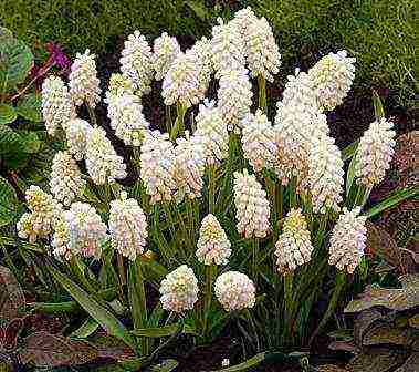 muscari best varieties