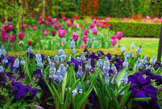 muscari best varieties