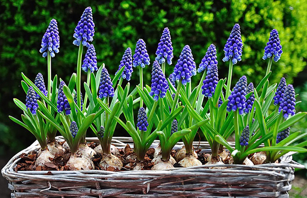 muscari best varieties