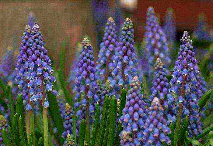 muscari best varieties