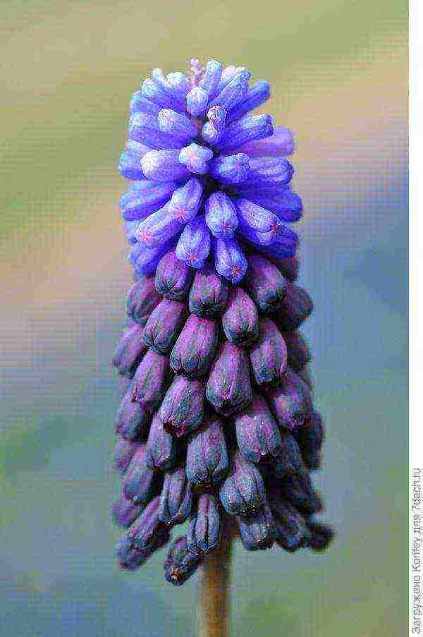 muscari best varieties