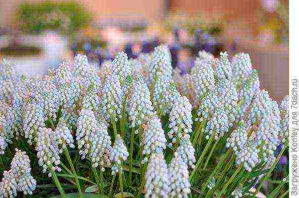 muscari best varieties