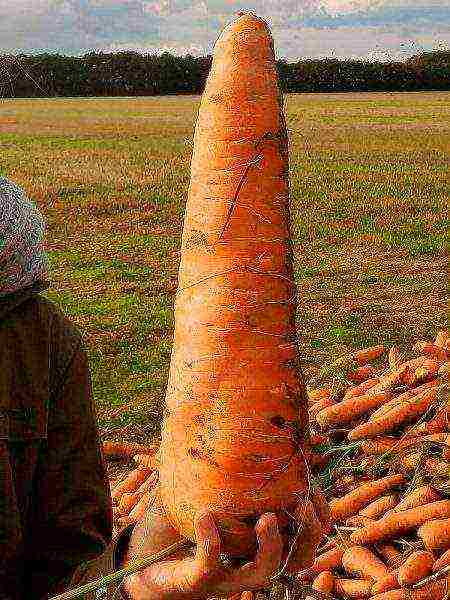 the best varieties of carrots